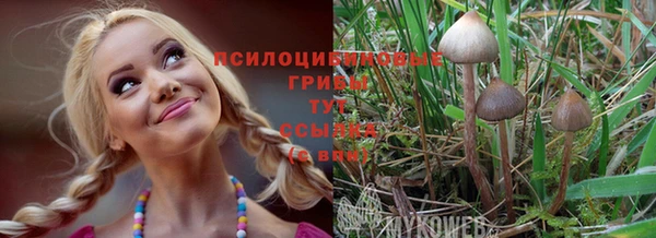 прущие грибы Алзамай